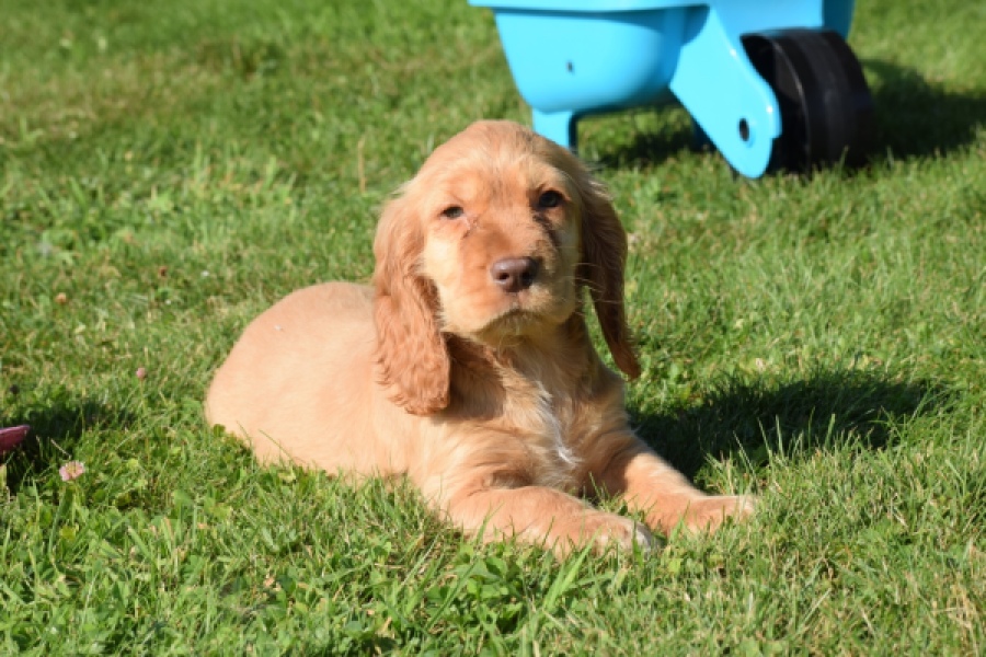 Epagneul Cocker Anglais (teef) 47088