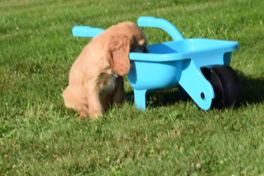 Epagneul Cocker Anglais (teef) 47088