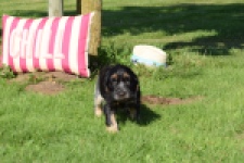 Epagneul Cocker Anglais (reu) 47583