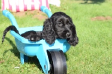 Epagneul Cocker Anglais (teef) 47046