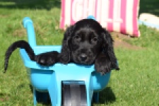 Epagneul Cocker Anglais (teef) 47046