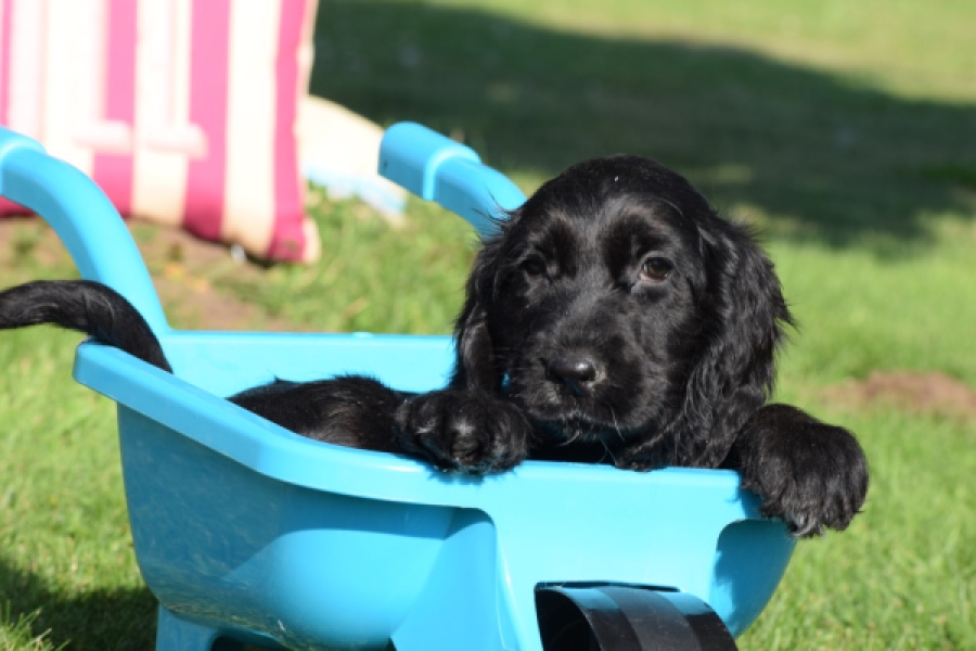 Epagneul Cocker Anglais (teef) 47046