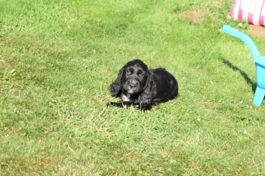 Epagneul Cocker Anglais (teef) 47589