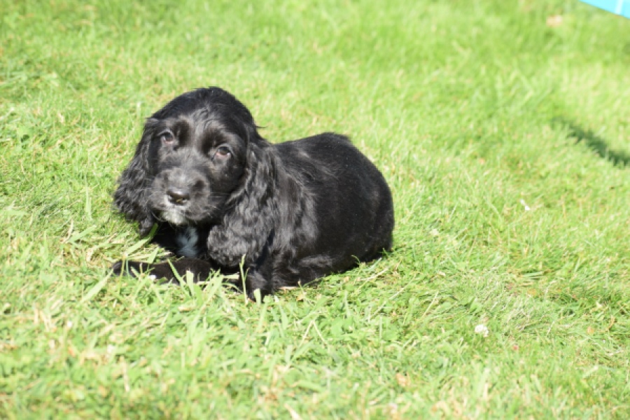 Epagneul Cocker Anglais (teef) 47589