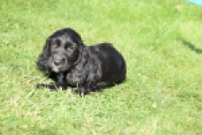 Epagneul Cocker Anglais (teef) 47589