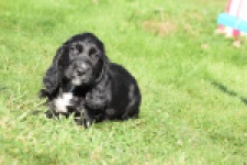 Epagneul Cocker Anglais (teef) 47589