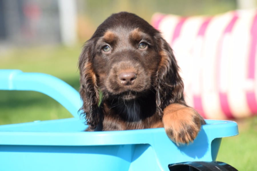 Epagneul Cocker Anglais (teef) 47605
