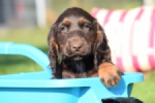 Epagneul Cocker Anglais (teef) 47605