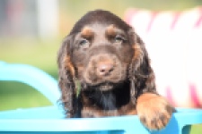 Epagneul Cocker Anglais (teef) 47605