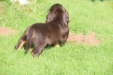 Epagneul Cocker Anglais (teef) 47605