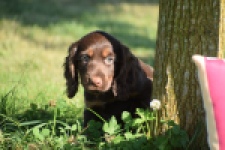 Epagneul Cocker Anglais (teef) 47602