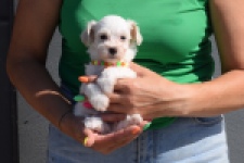 Maltipoo (reu) 33696