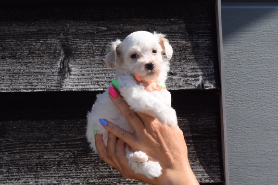 Maltipoo (reu) 33696