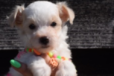 Maltipoo (reu) 33709