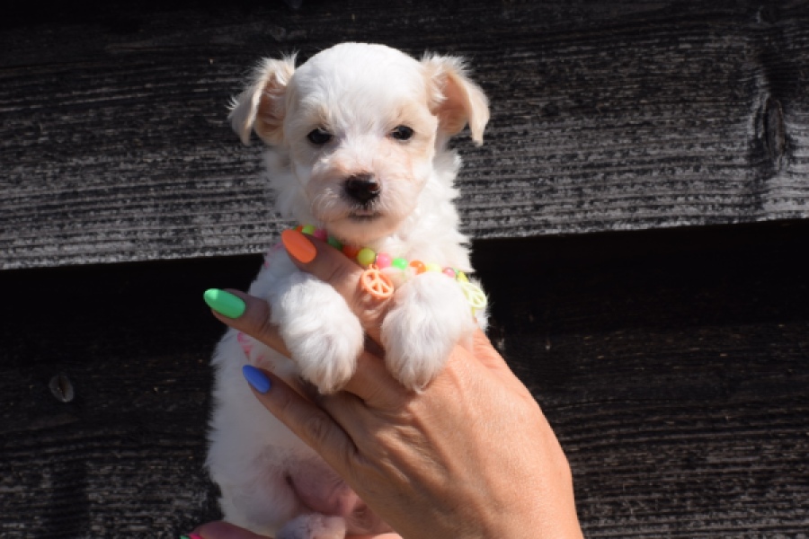 Maltipoo (reu) 33709