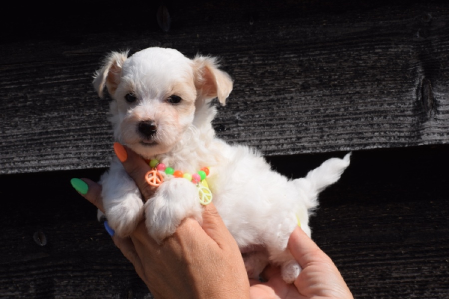 Maltipoo (reu) 33709
