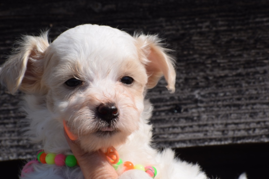 Maltipoo (reu) 33709