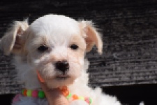Maltipoo (reu) 33709