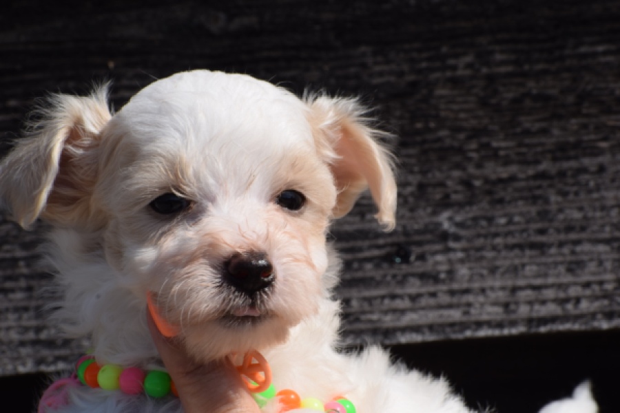Maltipoo (reu) 33709