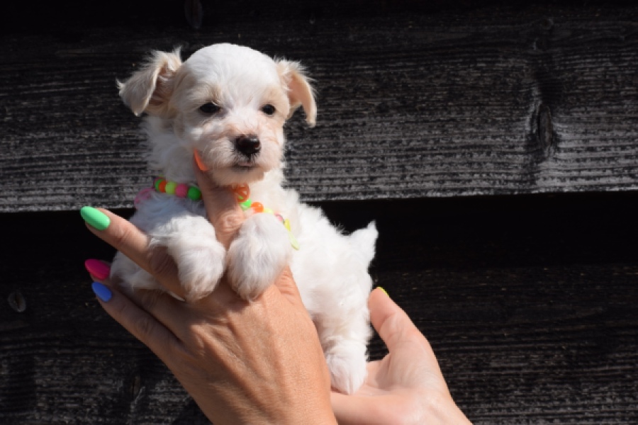 Maltipoo (reu) 33709
