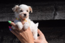 Maltipoo (reu) 33709
