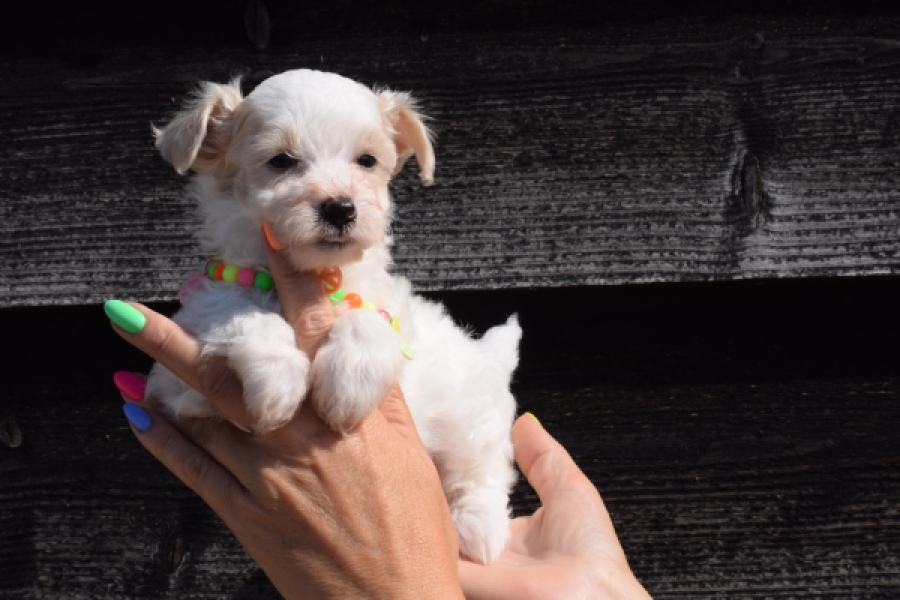 Maltipoo (reu) 33709