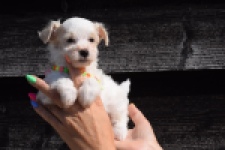 Maltipoo (reu) 33709