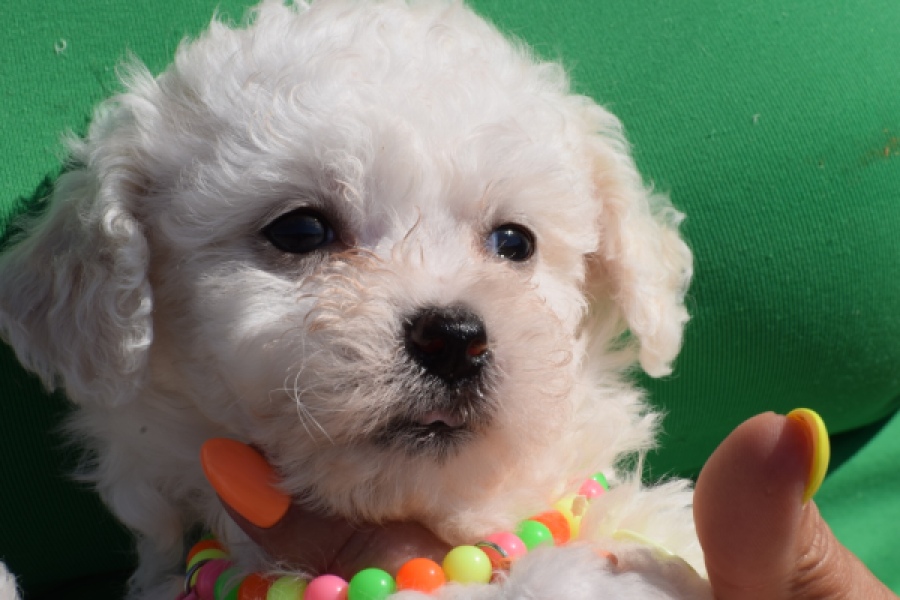 Maltipoo (teef) 33708