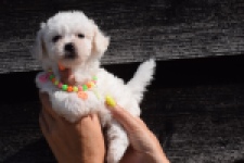 Maltipoo (teef) 33708