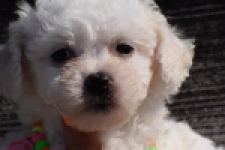 Maltipoo (teef) 33708