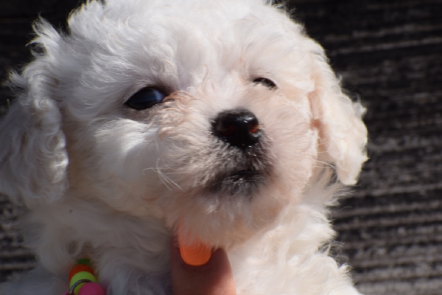 Maltipoo (teef) 33708
