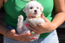 Maltipoo (teef) 33708