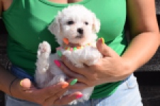 Maltipoo (teef) 33708