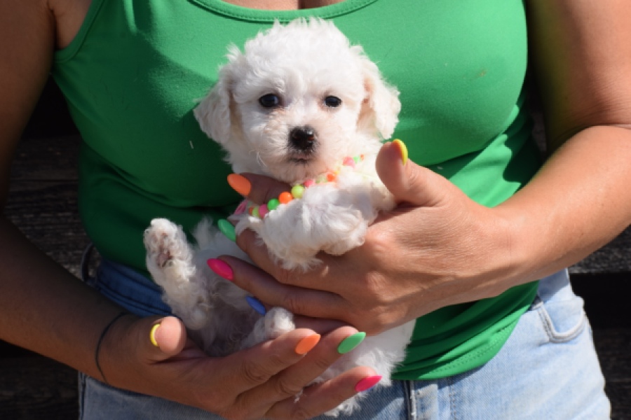 Maltipoo (teef) 33708