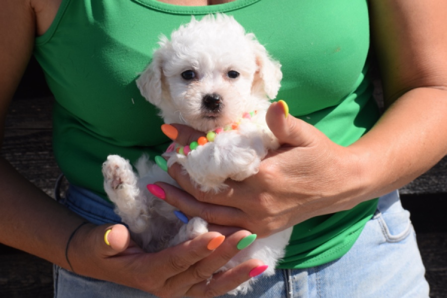 Maltipoo (teef) 33708