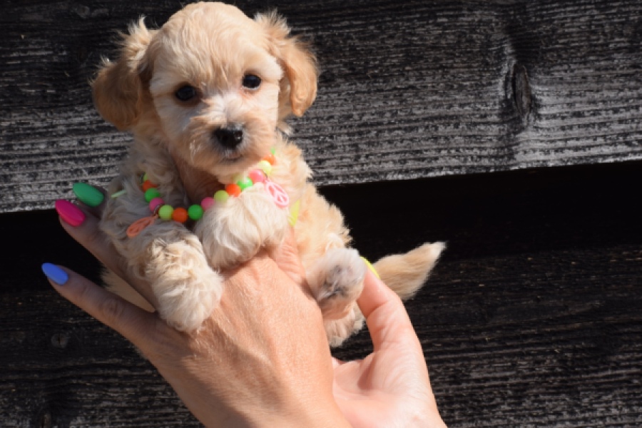 Maltipoo (teef) 33697