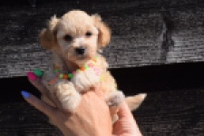 Maltipoo (teef) 33697