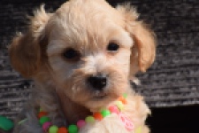 Maltipoo (teef) 33697
