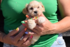 Maltipoo (teef) 33697