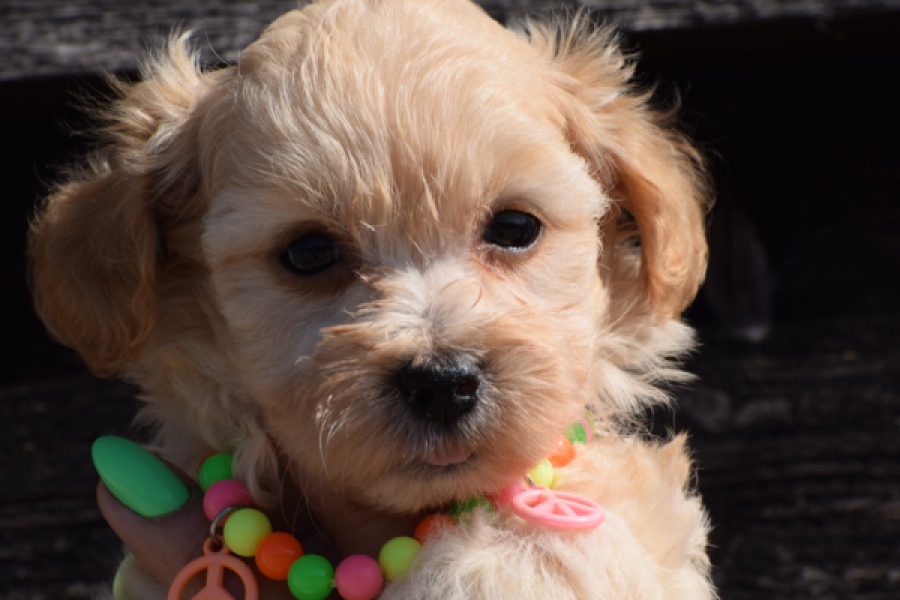 Maltipoo (teef) 33697