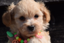 Maltipoo (teef) 33697