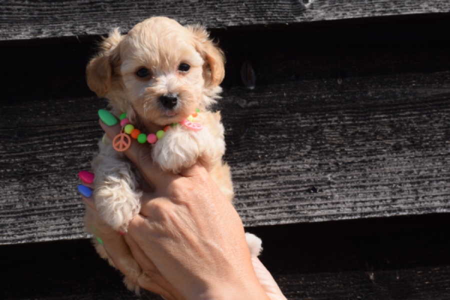 Maltipoo (teef) 33697