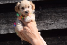 Maltipoo (teef) 33697