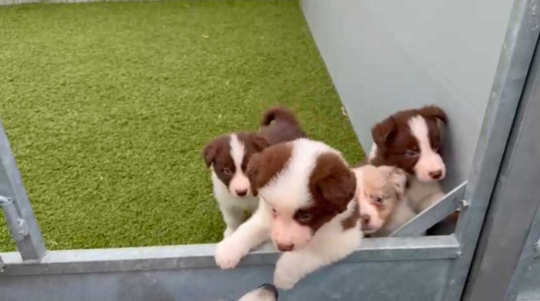 Border collie nestje 