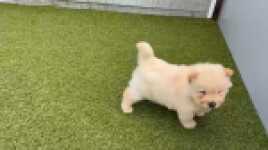 Chow-chow nestje 