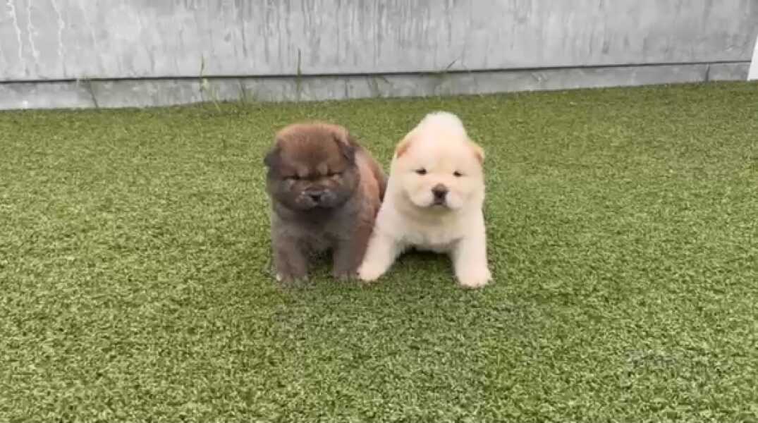 Chow chow nestje 