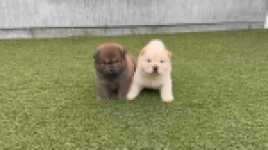 Chow chow nestje 