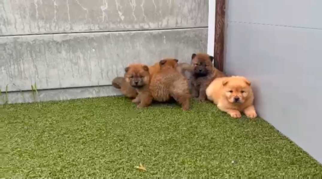 Chow-chow nestje 