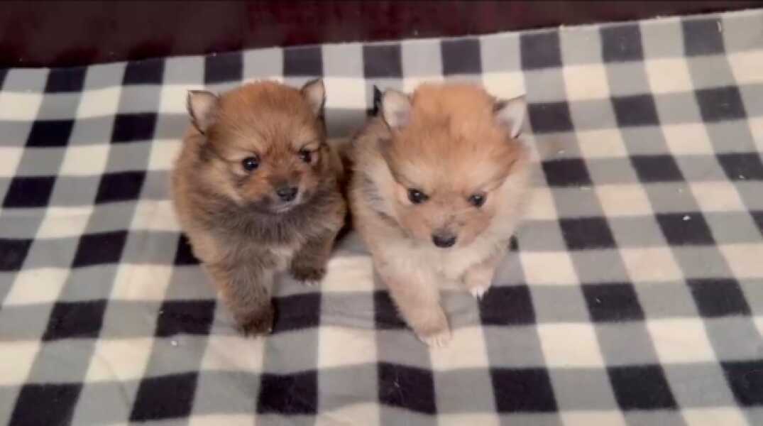 Keeshond nestje 
