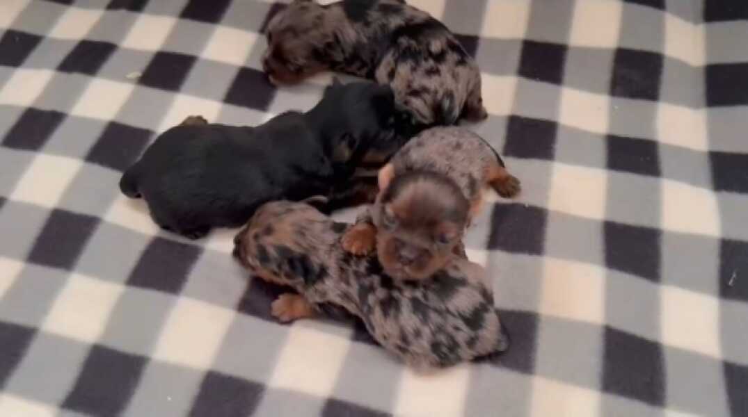 Yorkshire terrier nestje 